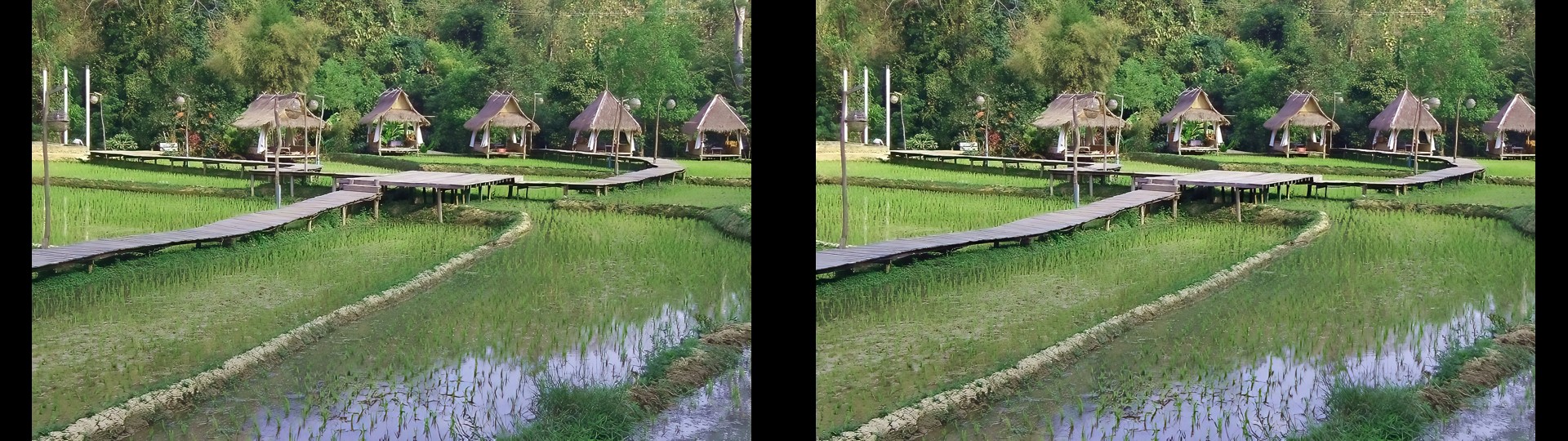 Tourist Huts in Rice Field